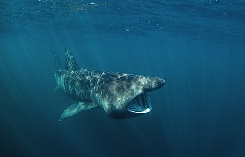 Basking Shark