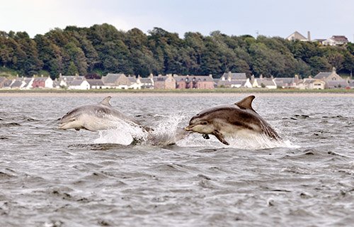 Dolphins