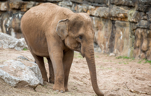 Elephant