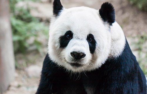 Giant Panda