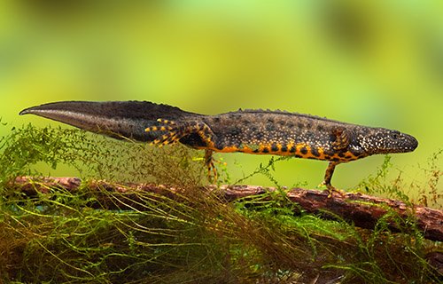 Great Crested Newt