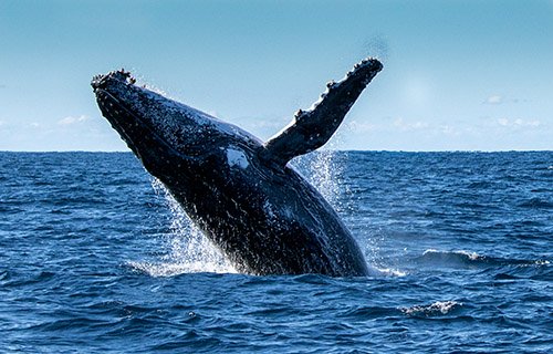Humpback Whale