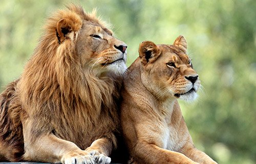Lions