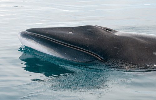 Minke Whale