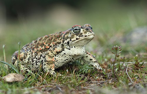 Natterjack Toad