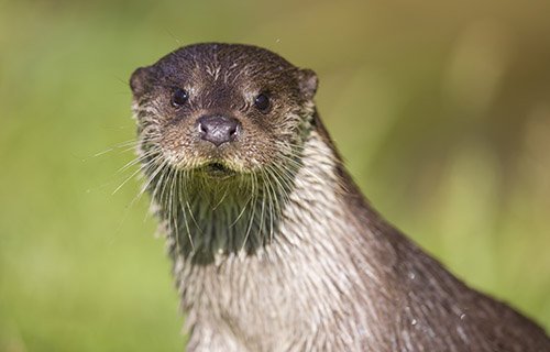 Otter