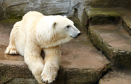 Polar Bear