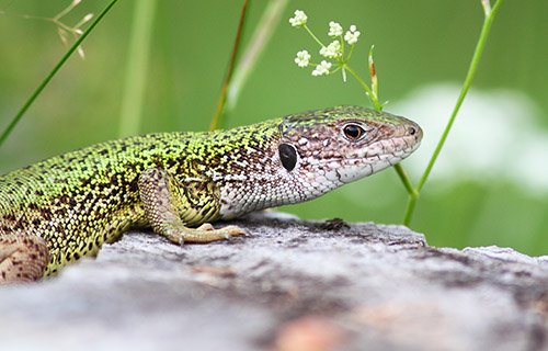 Sand Lizard