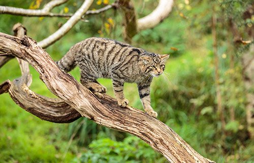 Scottish Wildcat