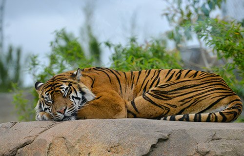 Tiger