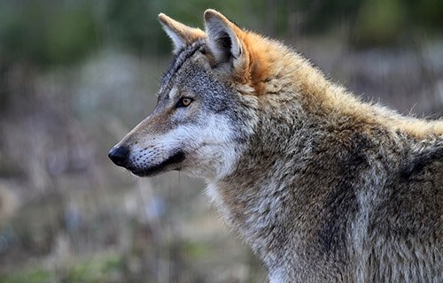 Wolf
