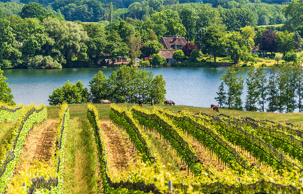Weinberg Holsteinische Schweiz